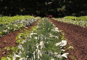 Organic Vegetable Farm Rotation