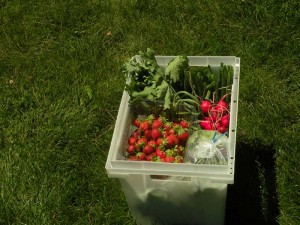 CSA Share in June